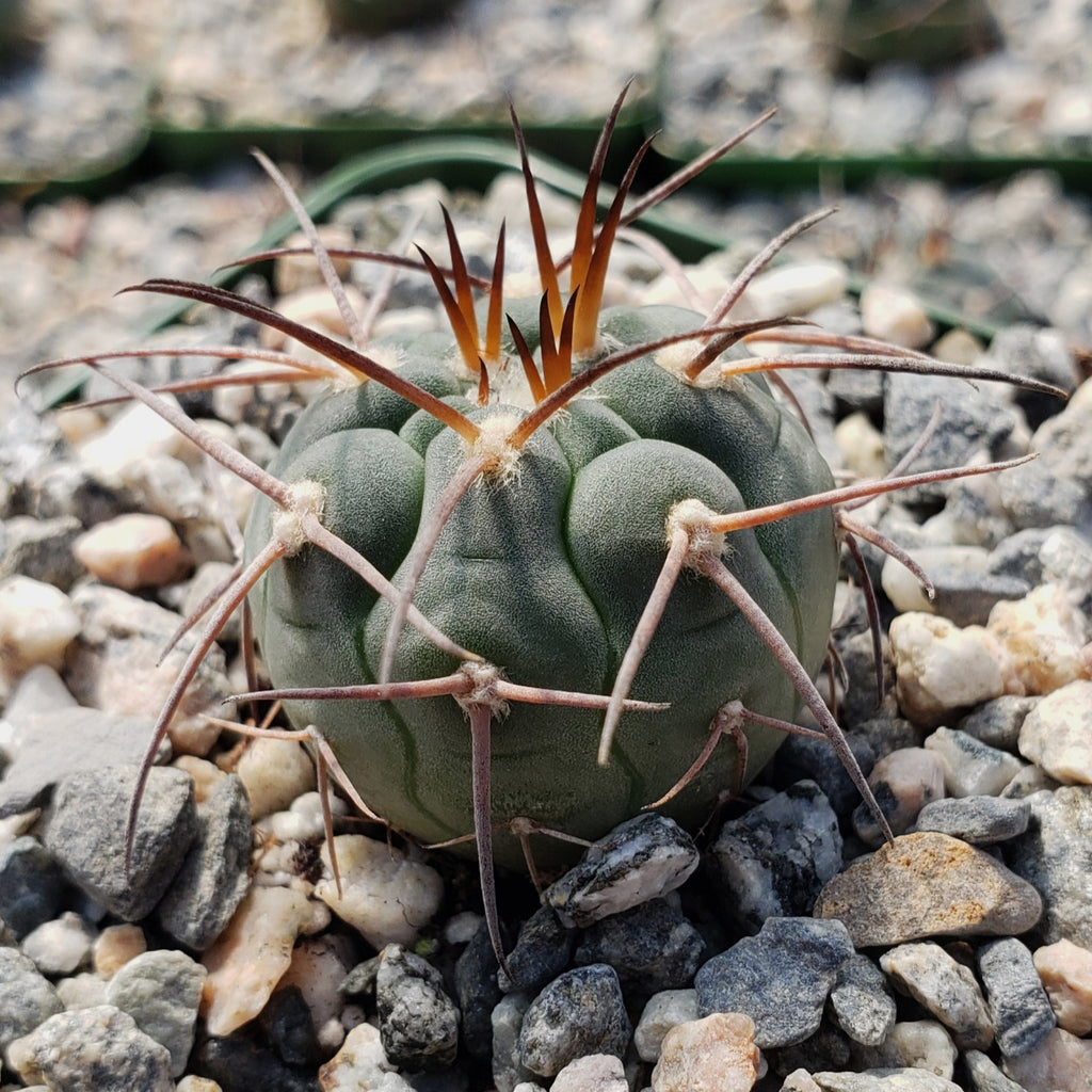 Gymnocalycium spegazzinii armatum