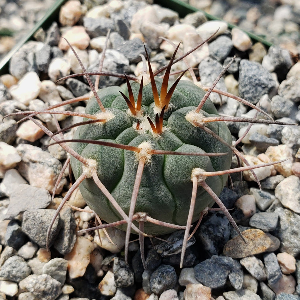 Gymnocalycium spegazzinii armatum