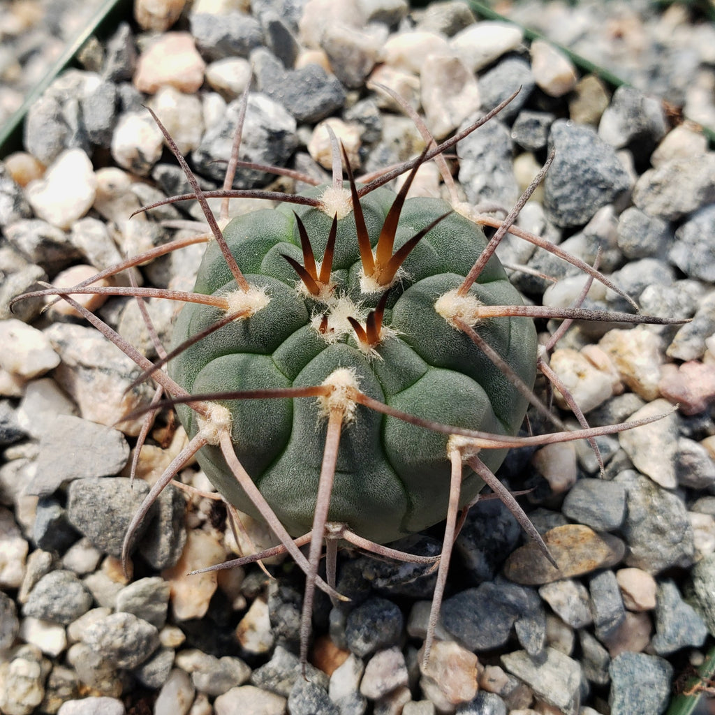 Gymnocalycium spegazzinii armatum