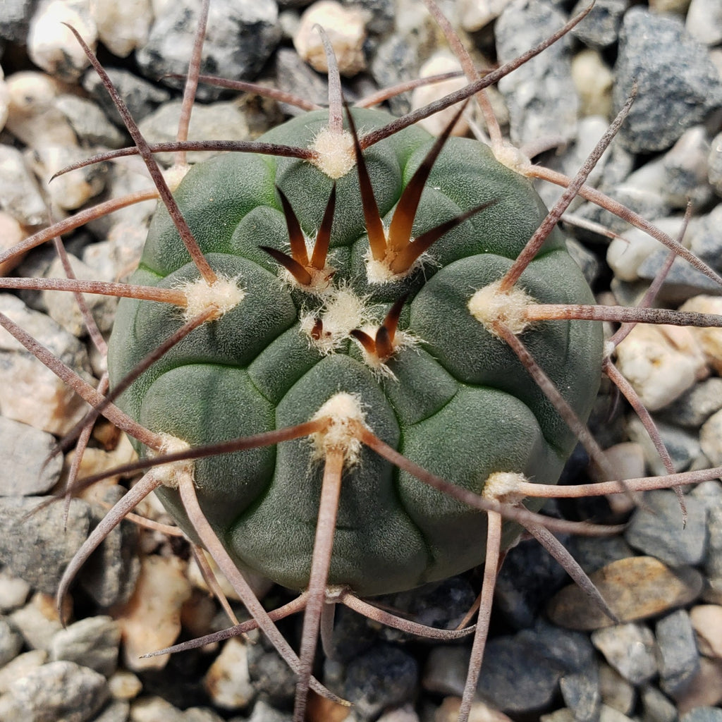 Gymnocalycium spegazzinii armatum