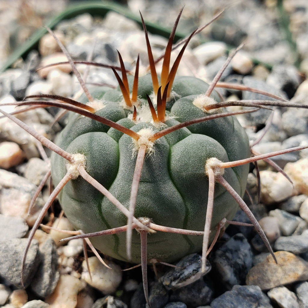 Gymnocalycium spegazzinii armatum