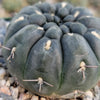 Gymnocalycium berchtii