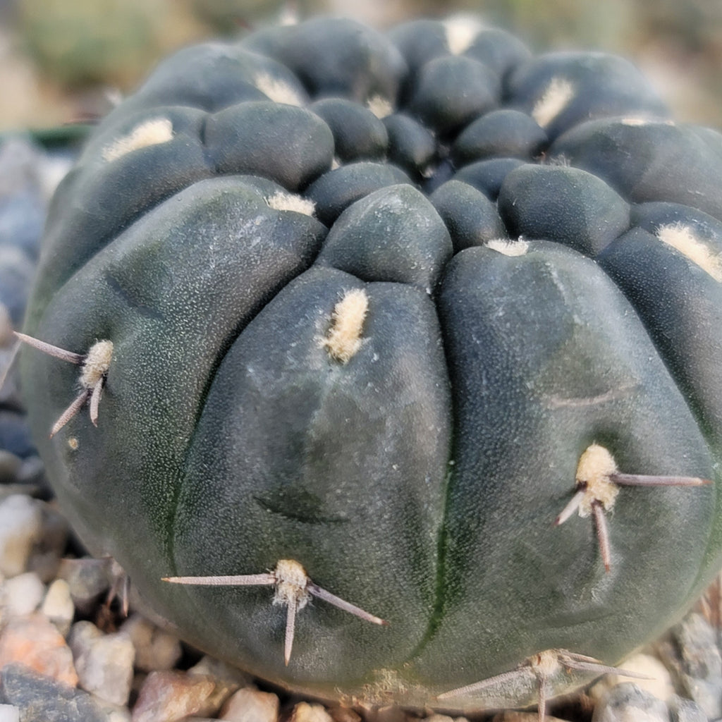 Gymnocalycium berchtii