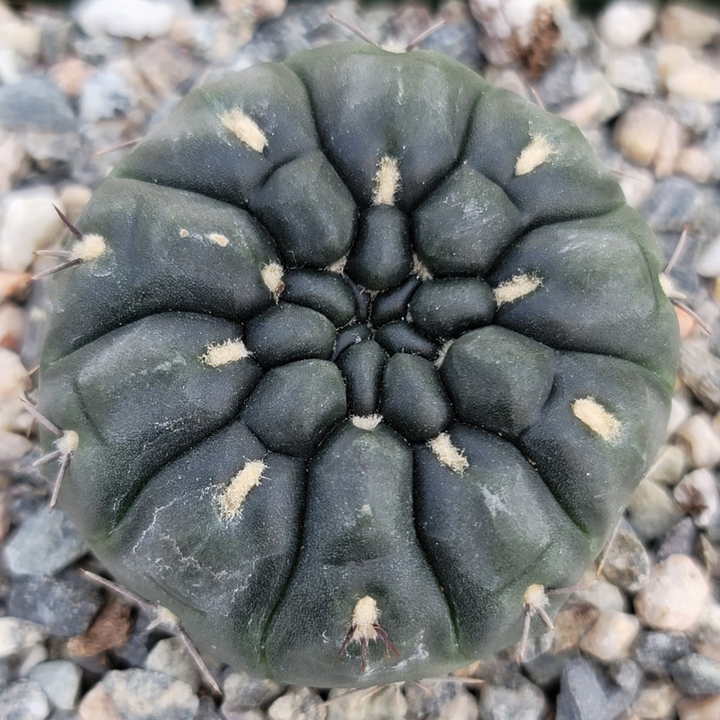 Gymnocalycium berchtii