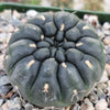 Gymnocalycium berchtii