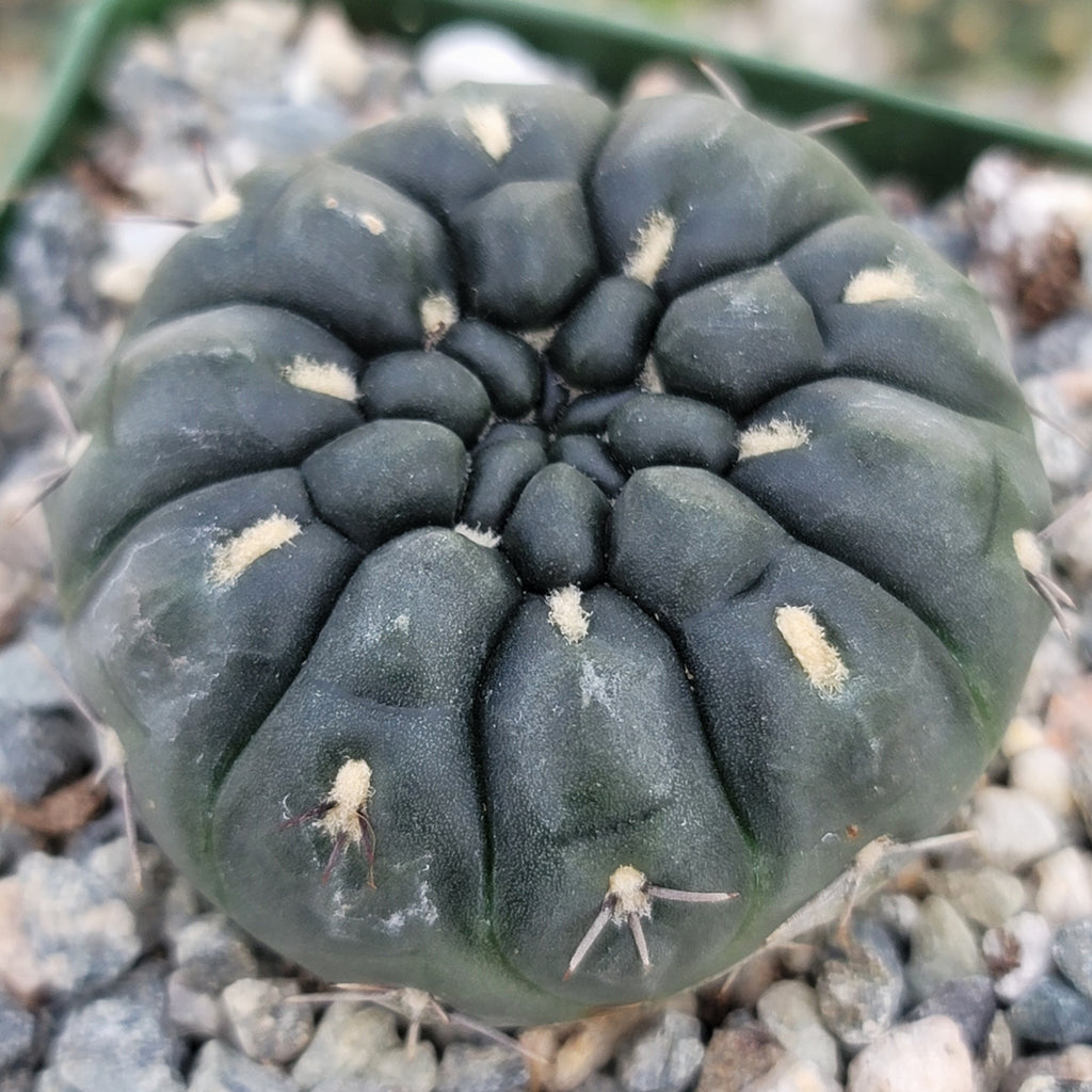 Gymnocalycium berchtii
