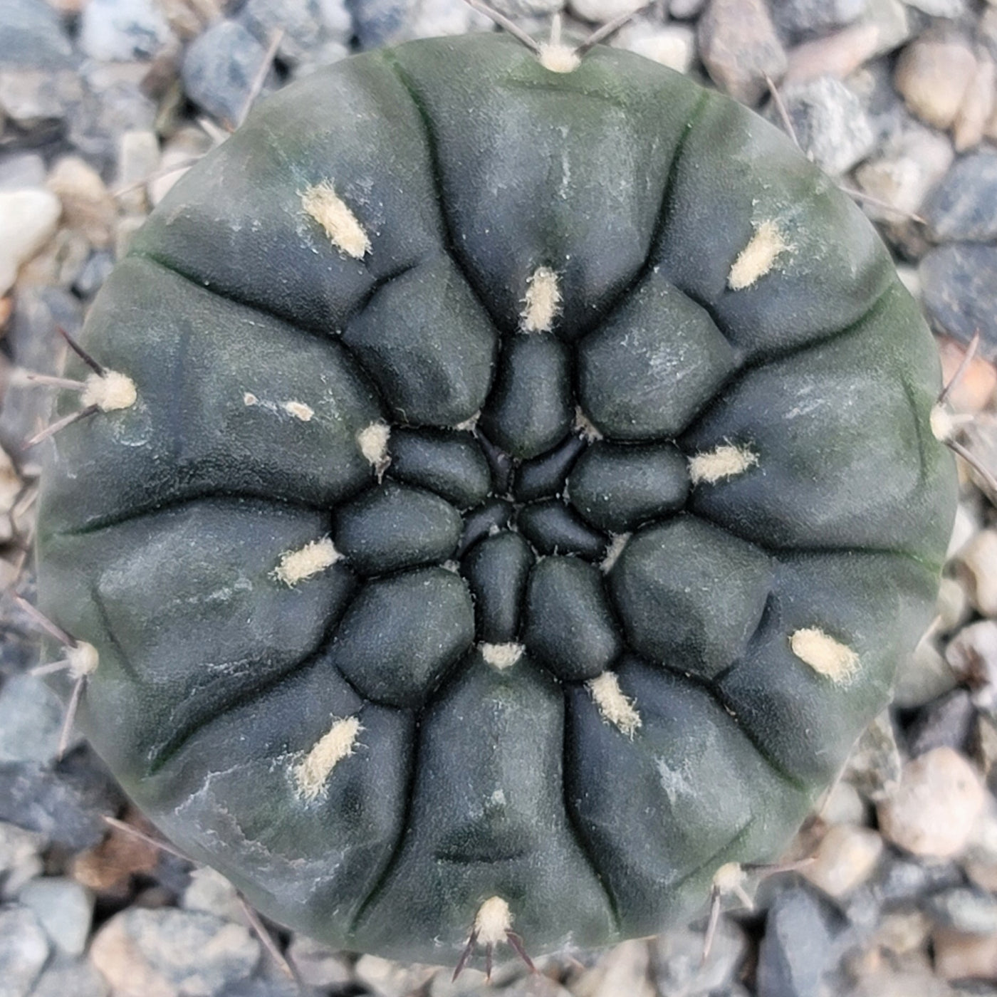 Gymnocalycium berchtii