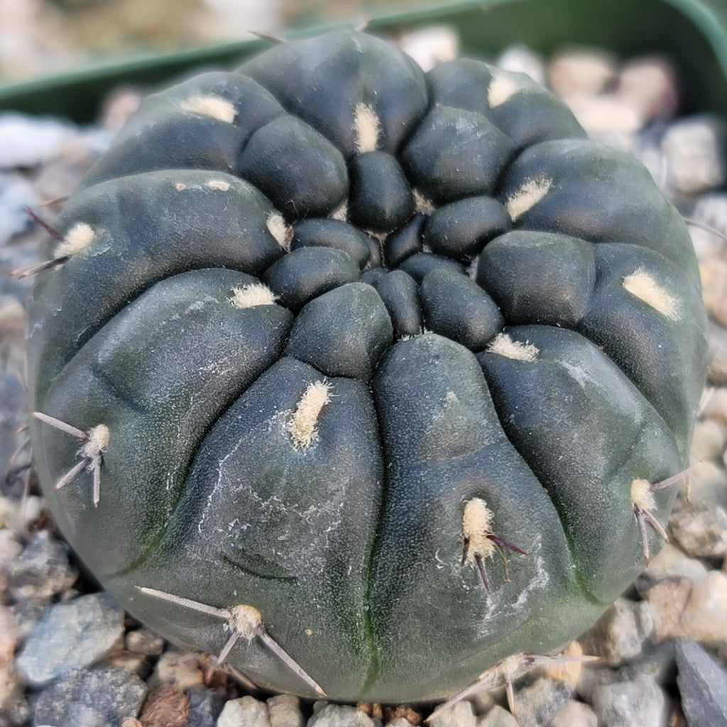 Gymnocalycium berchtii