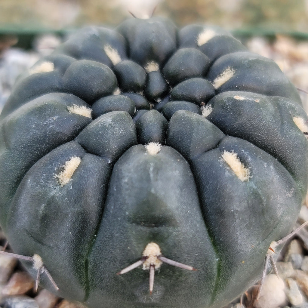 Gymnocalycium berchtii