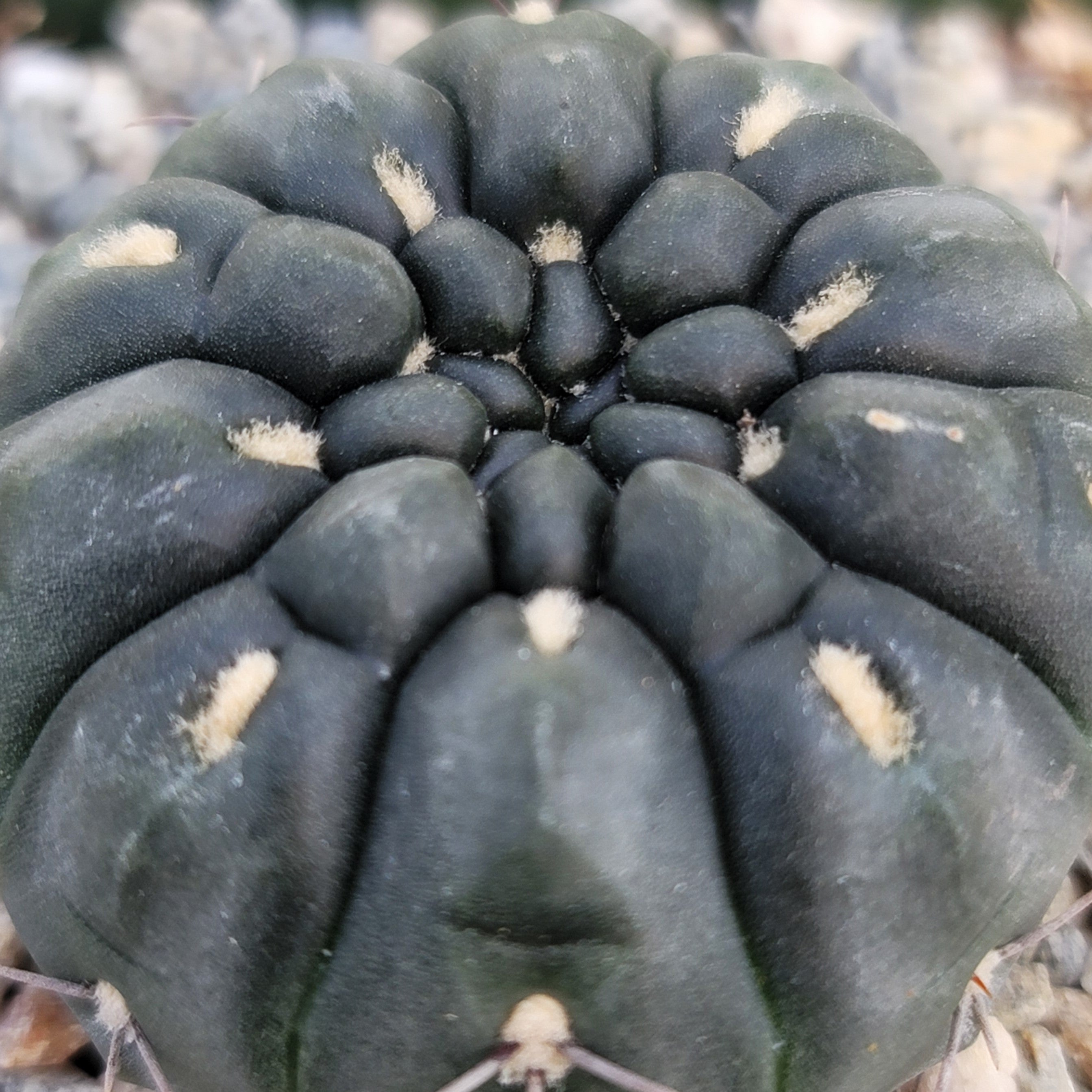 Gymnocalycium berchtii