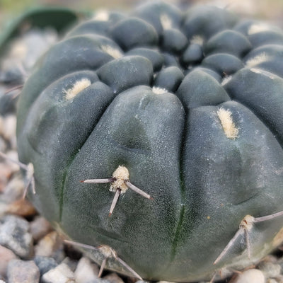 Gymnocalycium berchtii