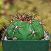 Gymnocalycium chiquitanum - Chin Cactus