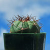 Gymnocalycium chiquitanum - Chin Cactus