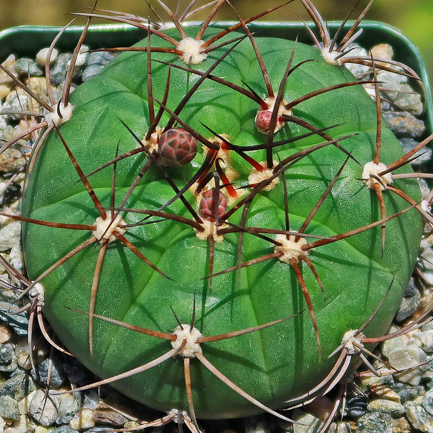 Gymnocalycium chiquitanum - Chin Cactus