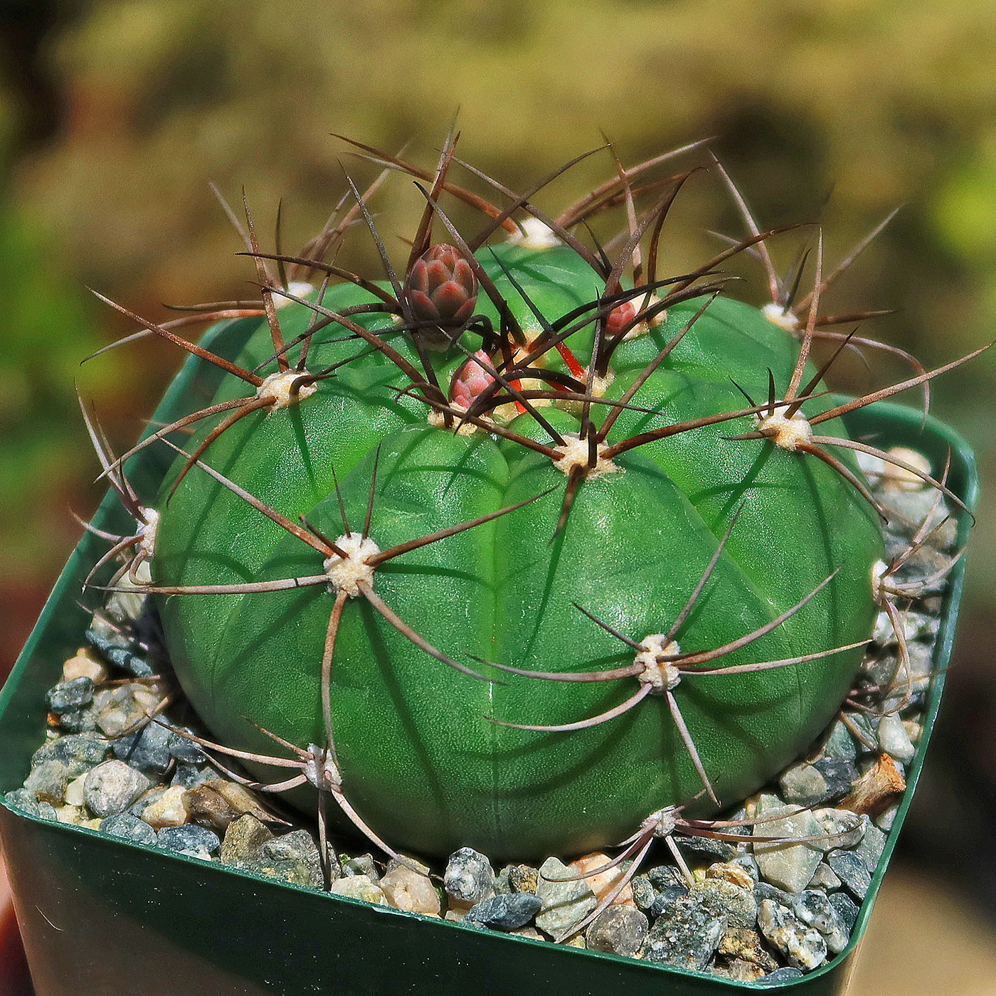 Gymnocalycium chiquitanum - Chin Cactus