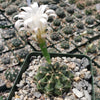 Gymnocalycium damsii torulosum
