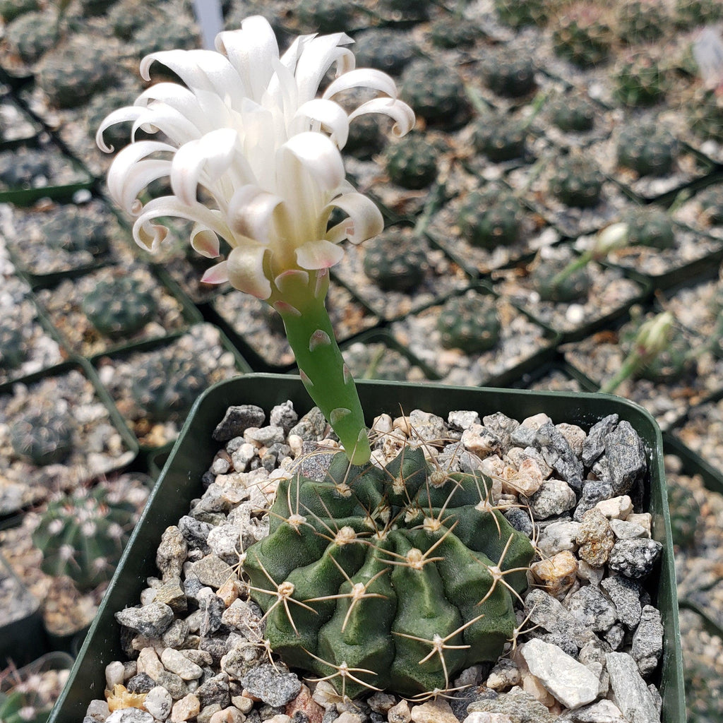 Gymnocalycium damsii torulosum