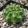 Gymnocalycium damsii torulosum