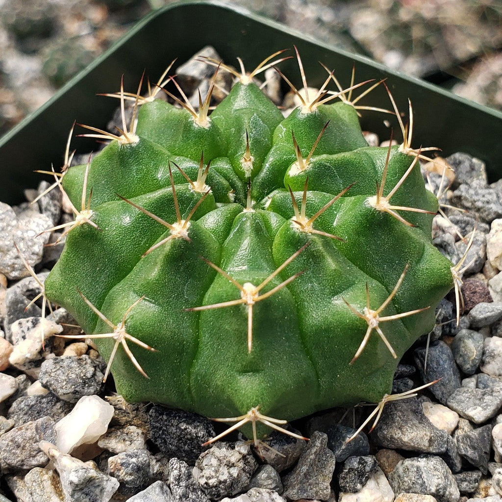 Gymnocalycium damsii torulosum