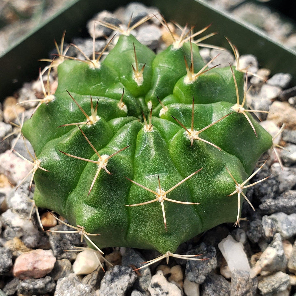 Gymnocalycium damsii torulosum