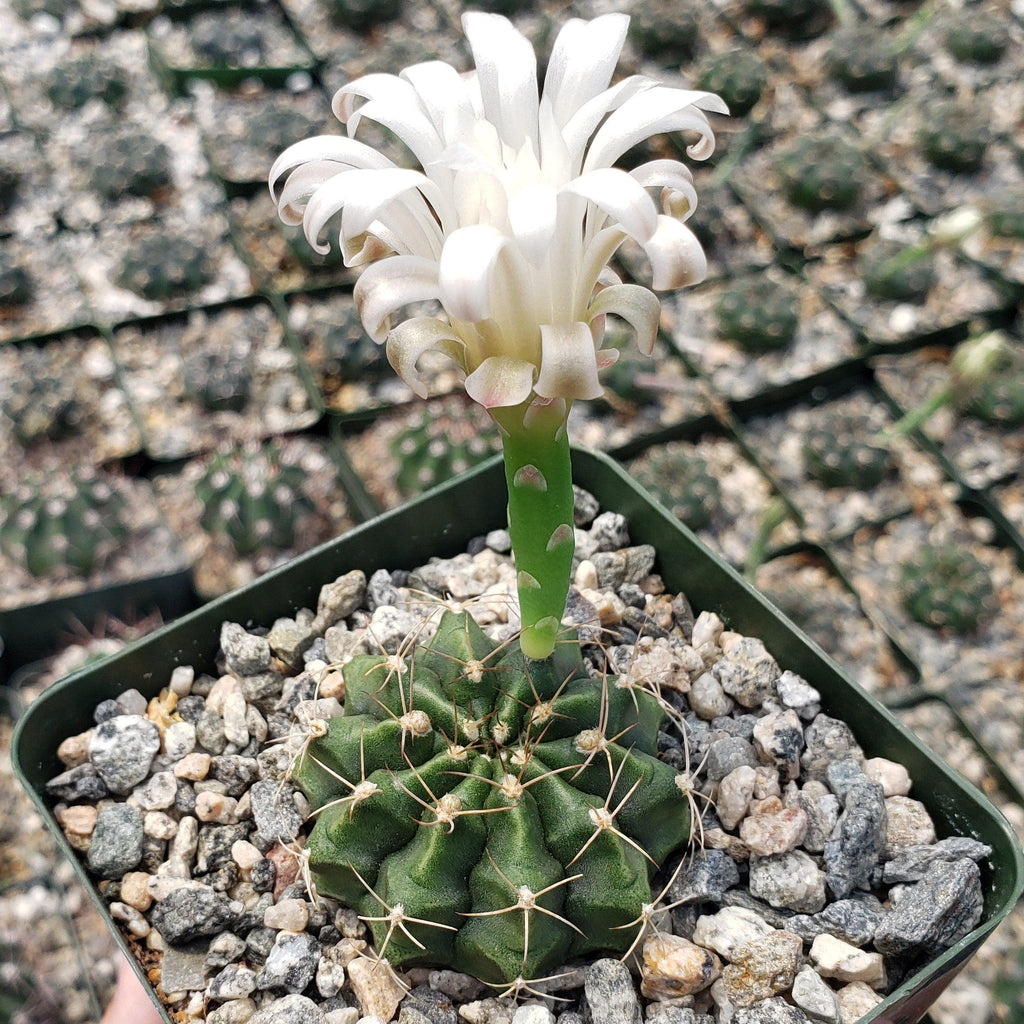 Gymnocalycium damsii torulosum