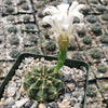 Gymnocalycium damsii torulosum