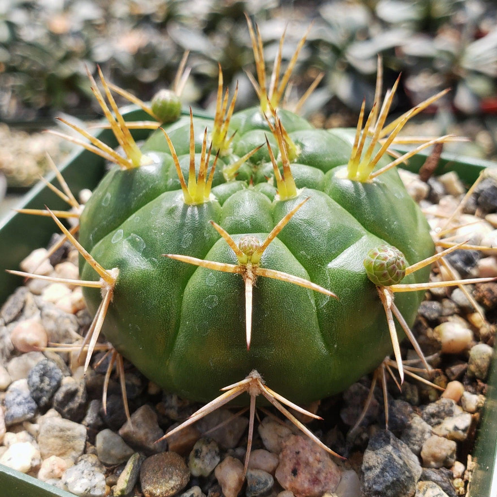 Gymnocalycium eurypleurum