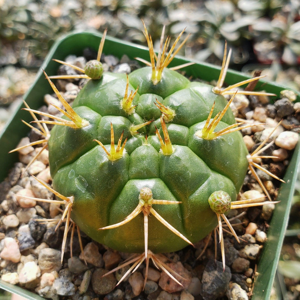 Gymnocalycium eurypleurum