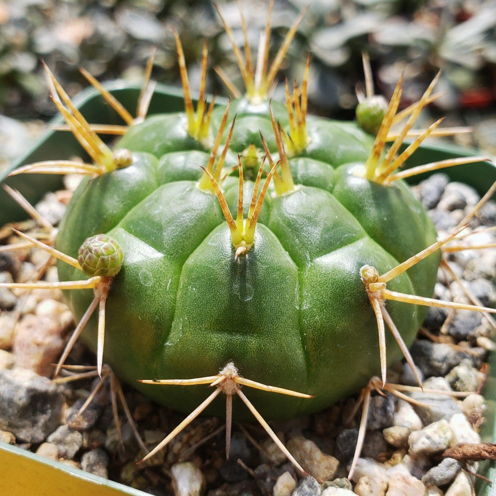 Gymnocalycium eurypleurum