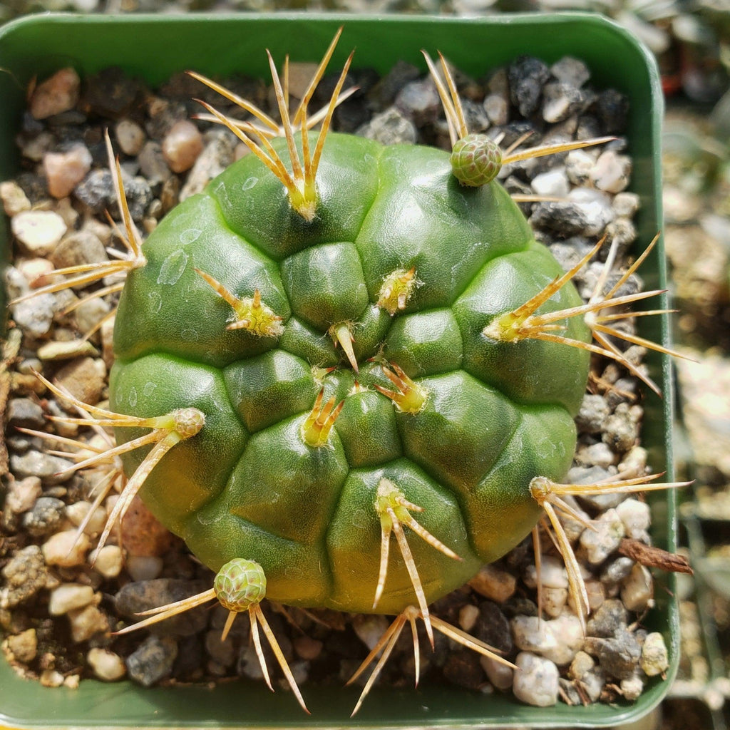 Gymnocalycium eurypleurum