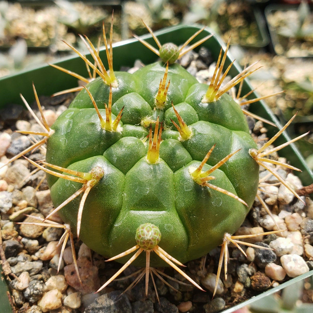 Gymnocalycium eurypleurum