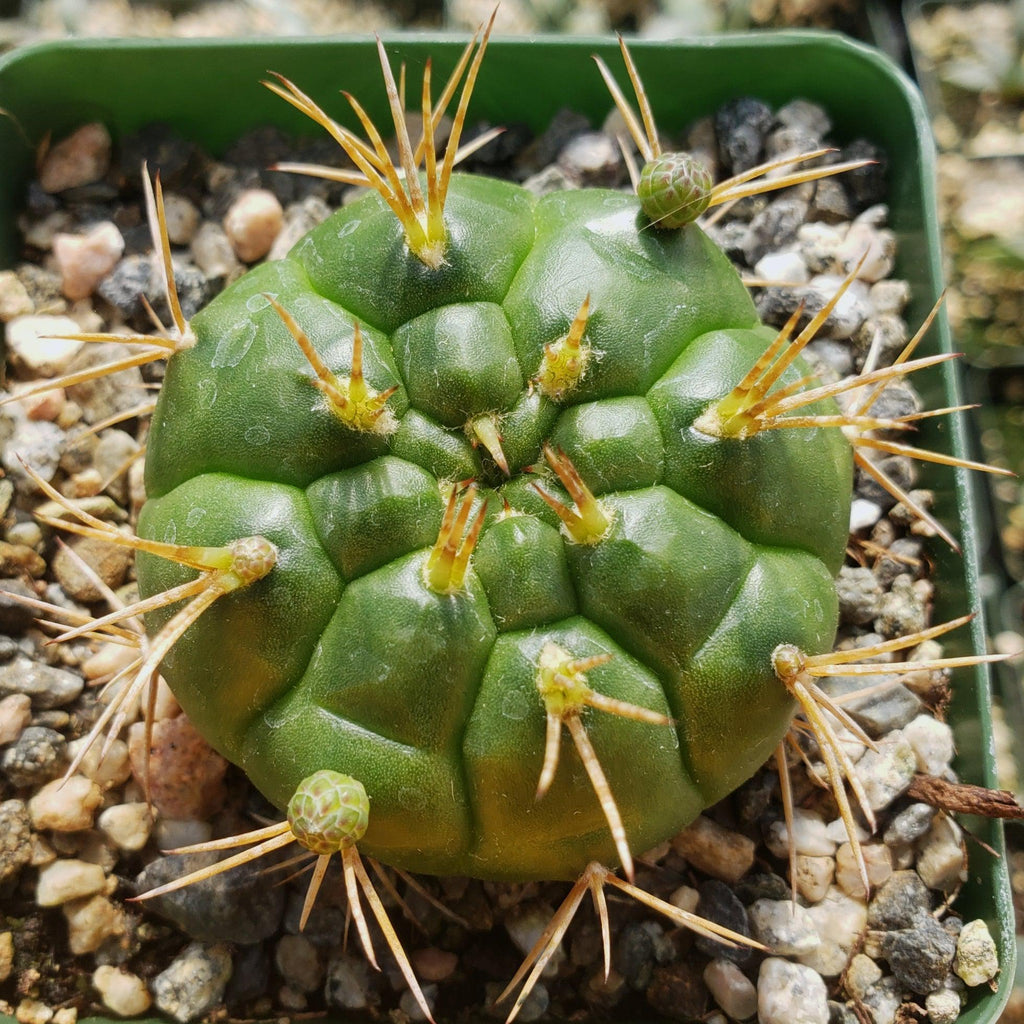 Gymnocalycium eurypleurum