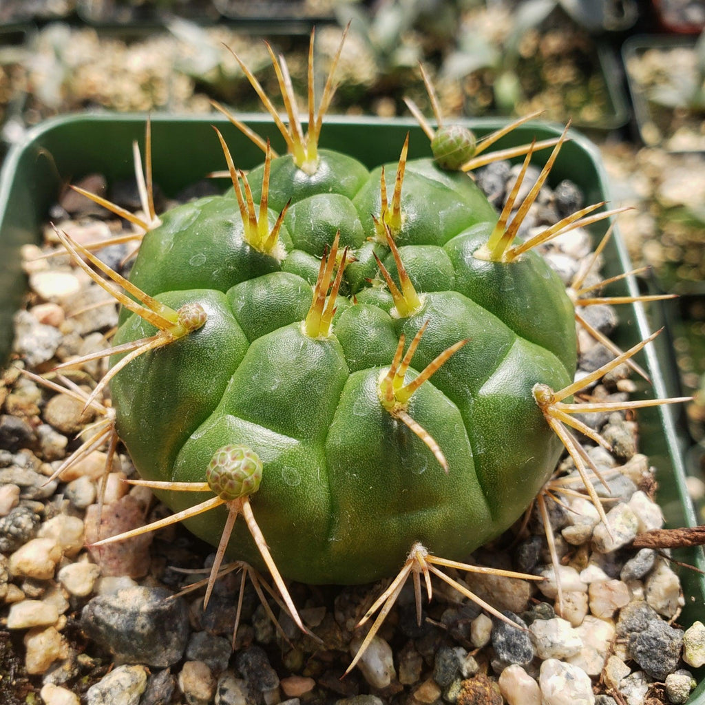 Gymnocalycium eurypleurum