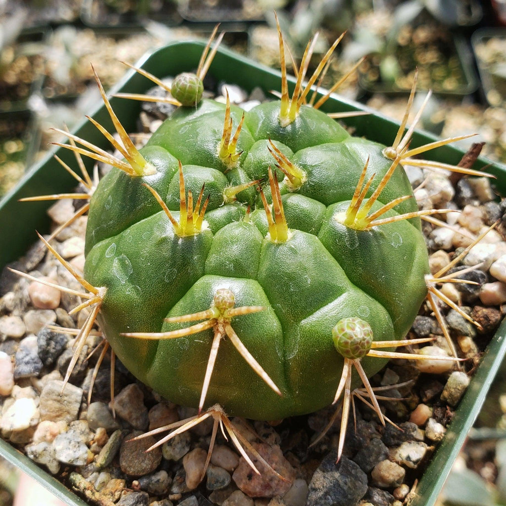 Gymnocalycium eurypleurum