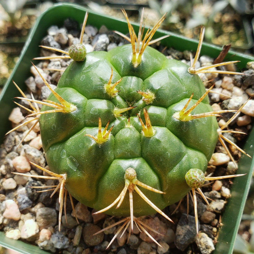 Gymnocalycium eurypleurum