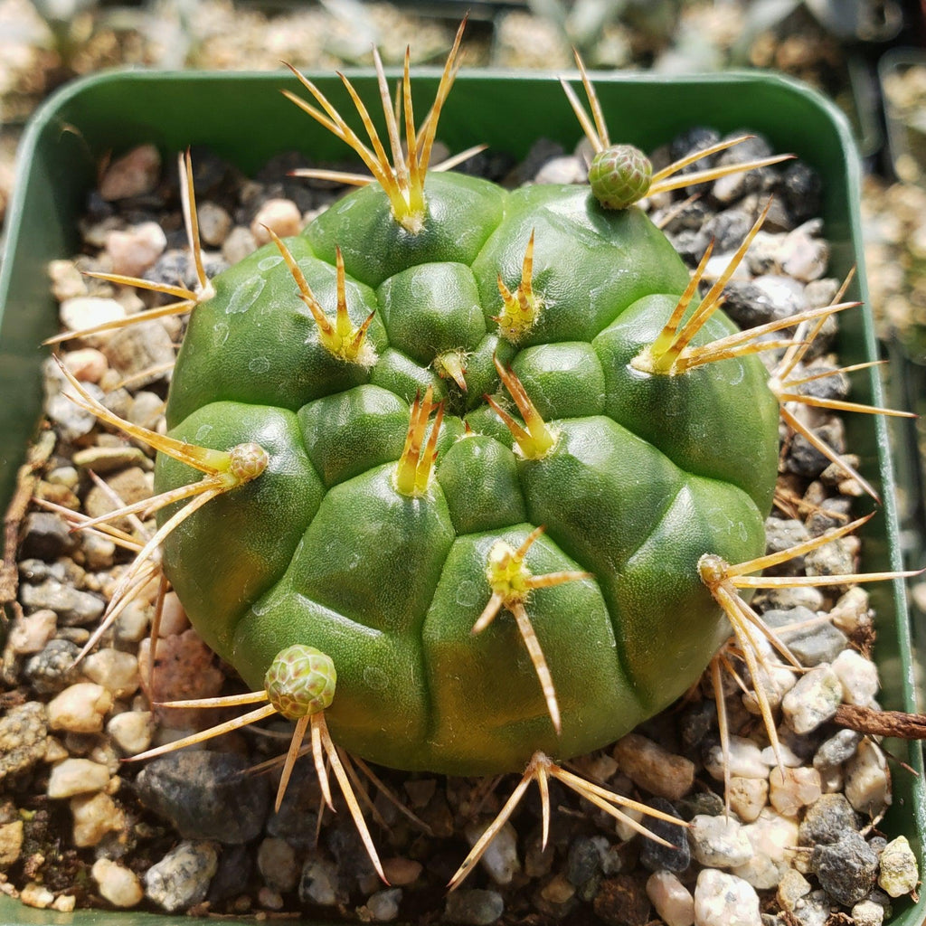 Gymnocalycium eurypleurum