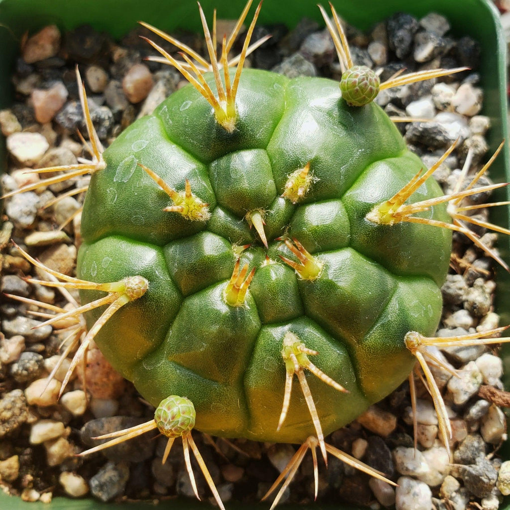 Gymnocalycium eurypleurum
