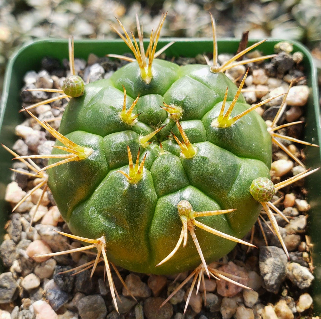 Gymnocalycium eurypleurum