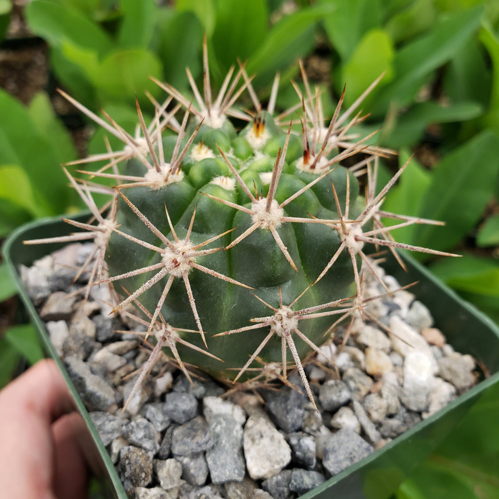 Gymnocalycium horridispinum