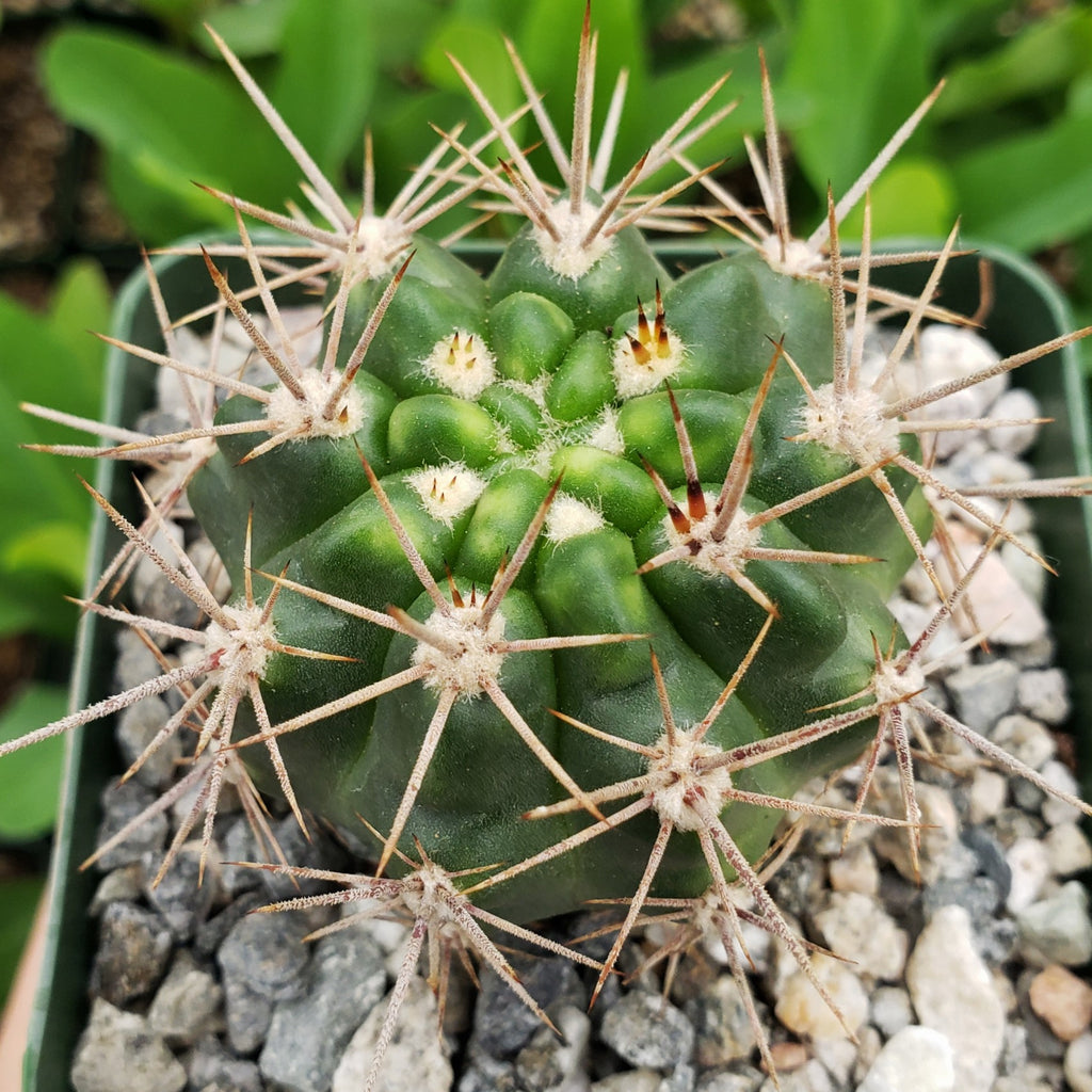 Gymnocalycium horridispinum