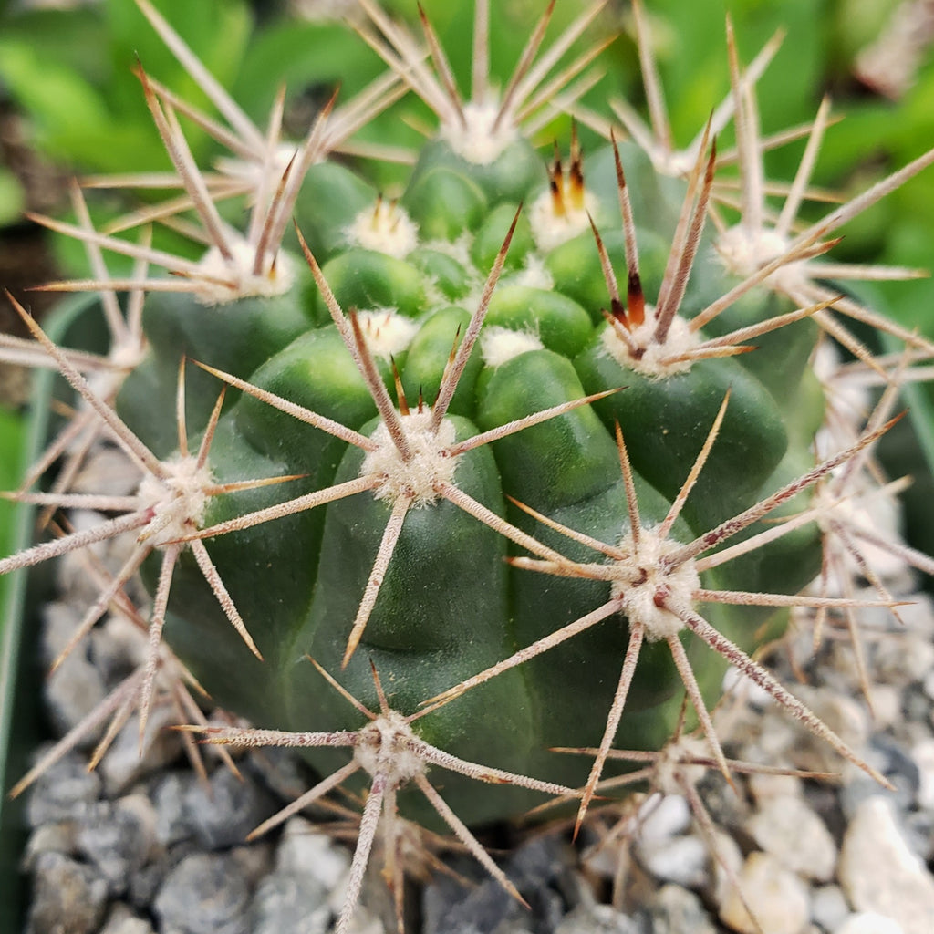 Gymnocalycium horridispinum