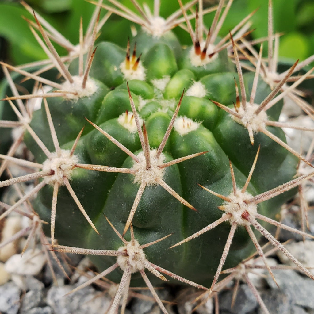 Gymnocalycium horridispinum