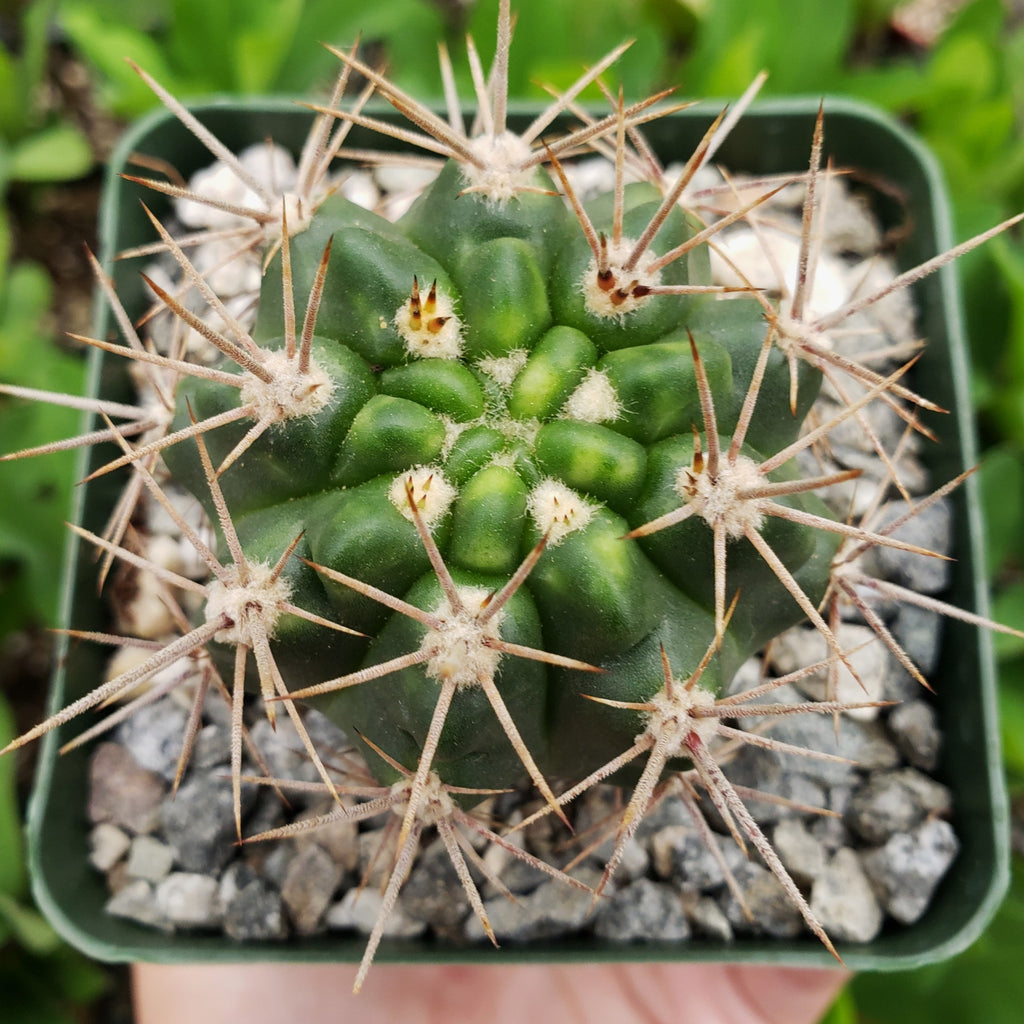 Gymnocalycium horridispinum