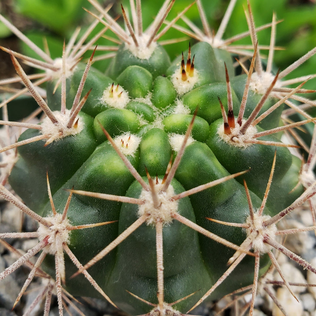 Gymnocalycium horridispinum
