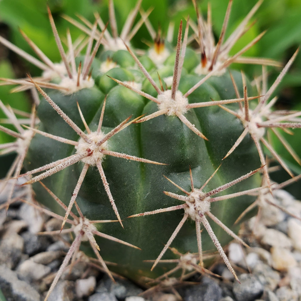 Gymnocalycium horridispinum