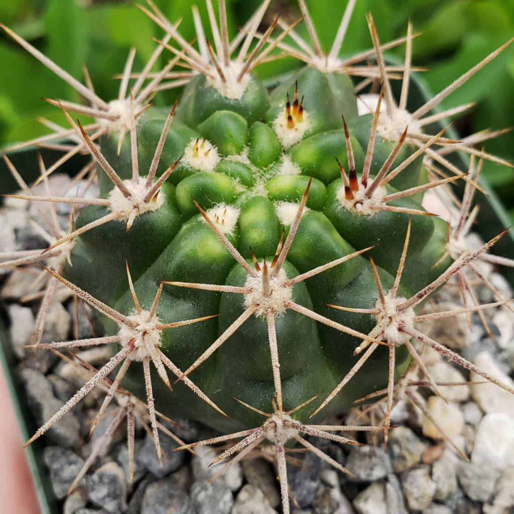 Gymnocalycium horridispinum