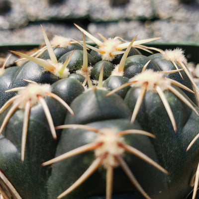 Gymnocalycium leeanum