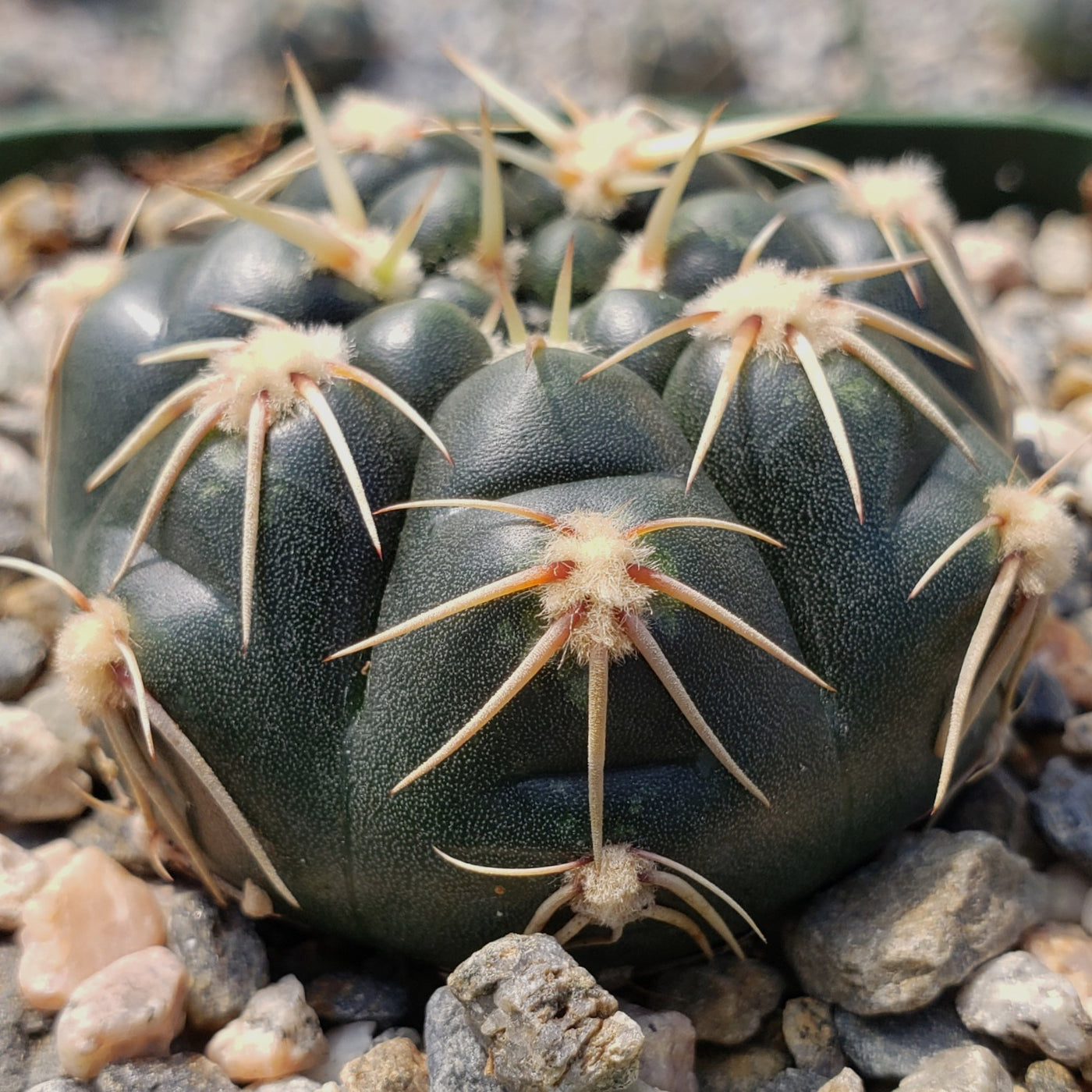 Gymnocalycium leeanum