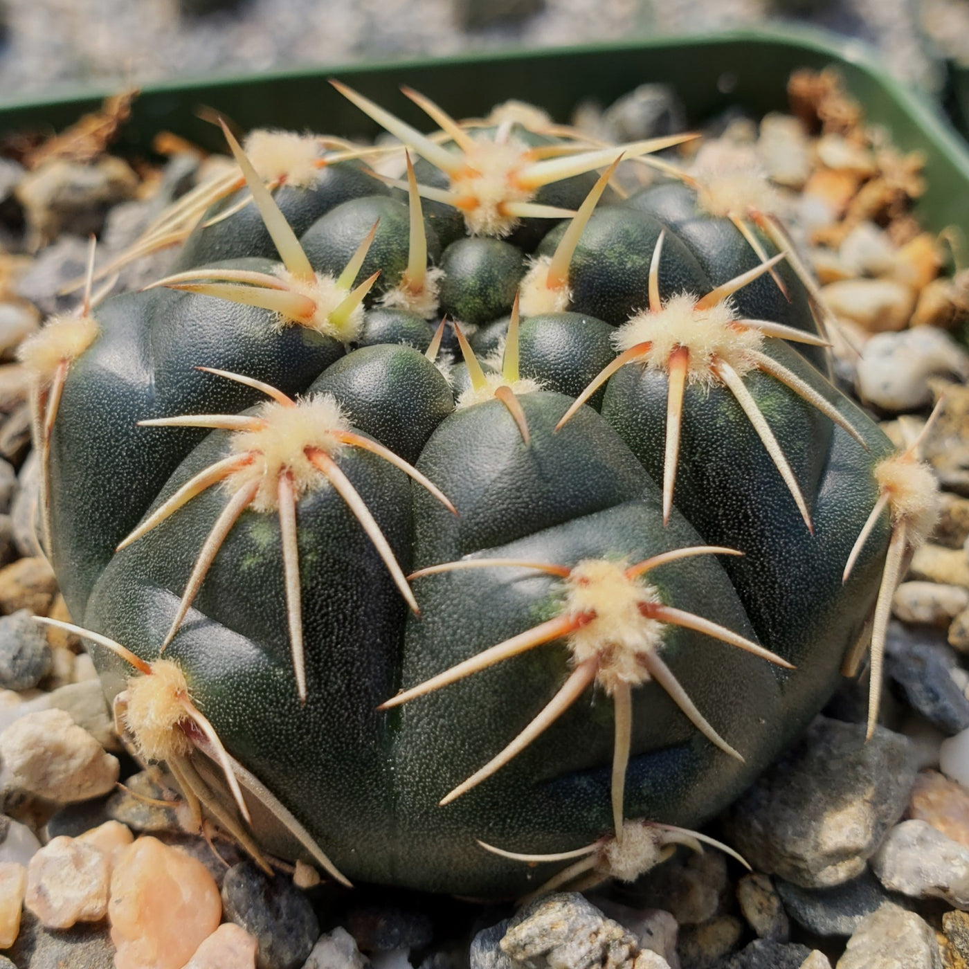 Gymnocalycium leeanum