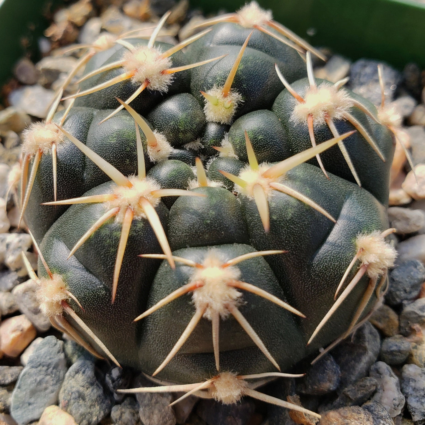 Gymnocalycium leeanum